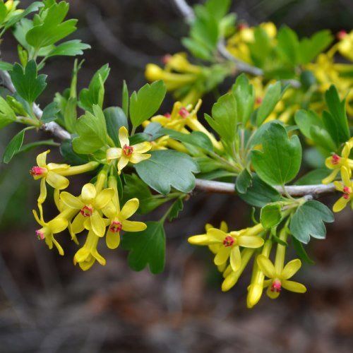 Ribes aureum, Golden Currant - Pb5