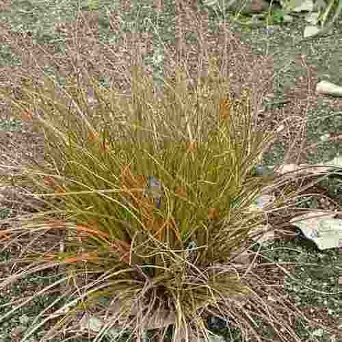 Carex testacea, Hair Sedge - Pb5