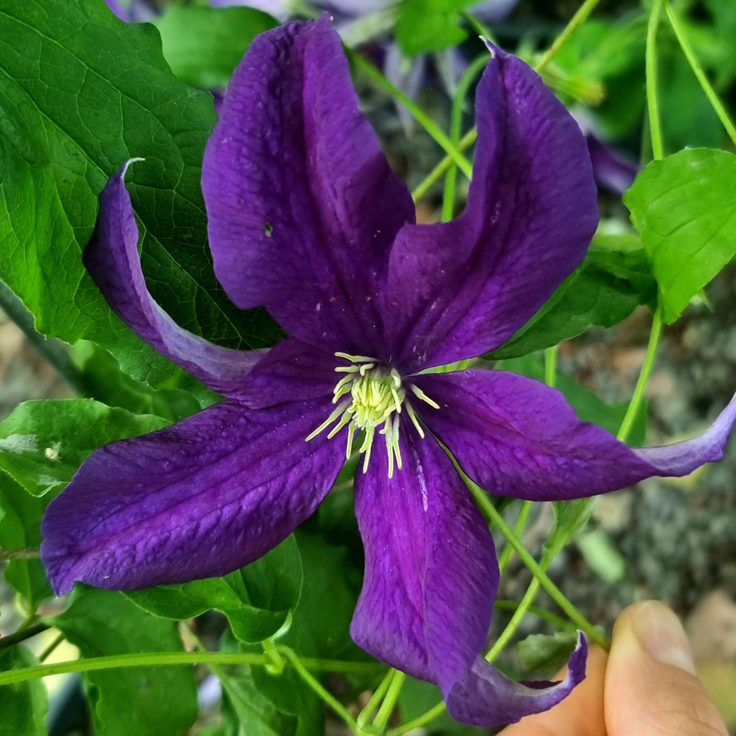 Clematis hybrid Aotearoa