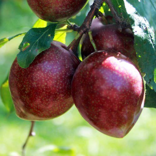 Plum Omega (George Wilson)