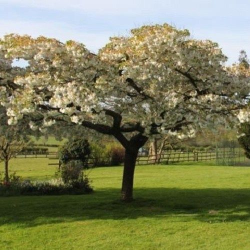 Prunus Tai Haku, Great White Cherry - 35Ltr (240/270)