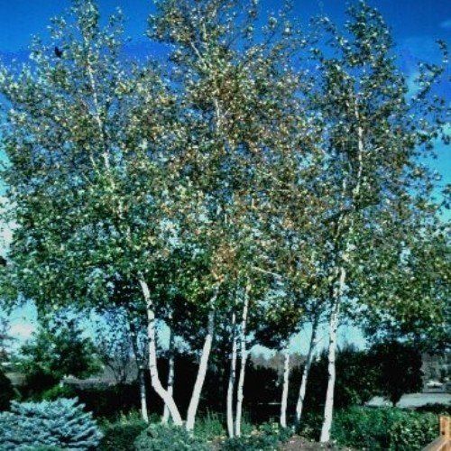 Betula utilis Whitespire, Himalayan Birch - 25Ltr (2.5-3.5M)