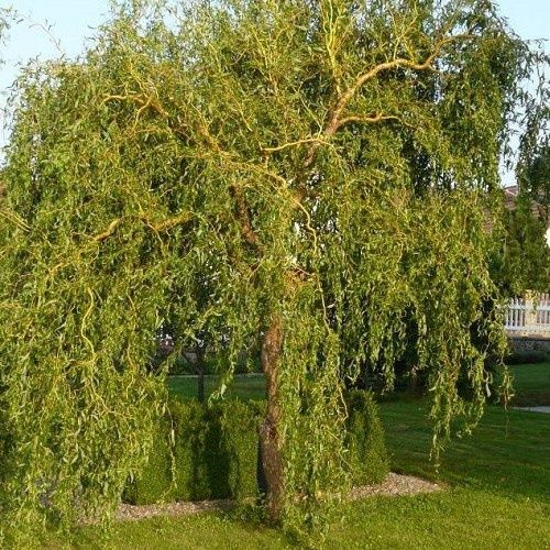 Salix tortuosa, Corkscrew Willow - Pb6.5