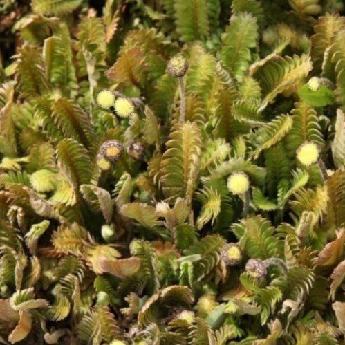 Leptinella dioica, Batchelors Buttons - 1.5Ltr/2Ltr