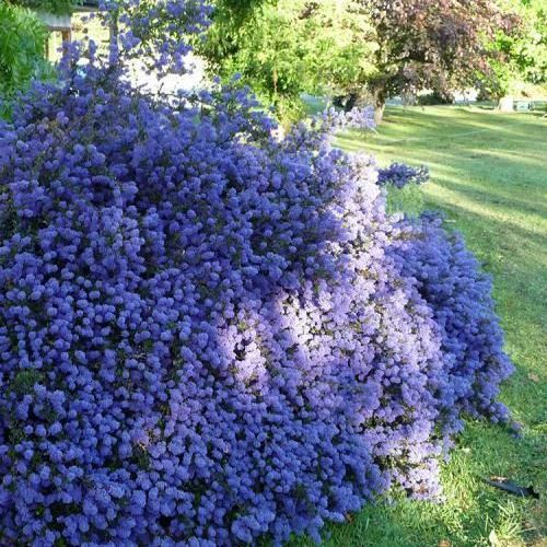 Ceanothus Blue Sapphire - 2.5Ltr (20/25)