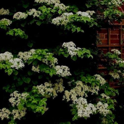 Hydrangea seemannii - 2.5Ltr (20/40)