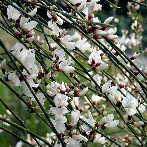 Genista monosperma, Bridal Veil Broom - Pb6.5