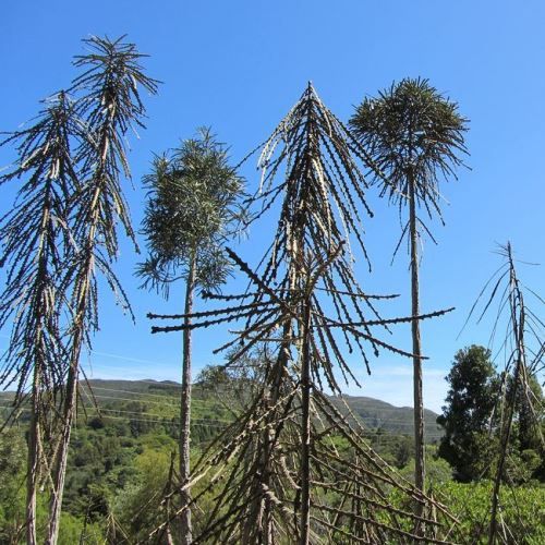 Pseudopanax ferox, Horoeka - 3.3Ltr