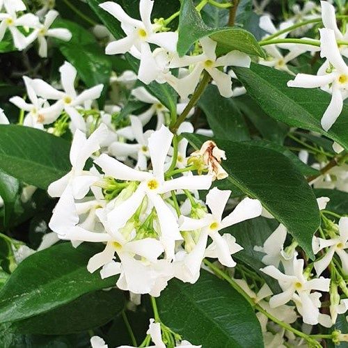 Trachelospermum jasminoides, Star Jasmine - Pot