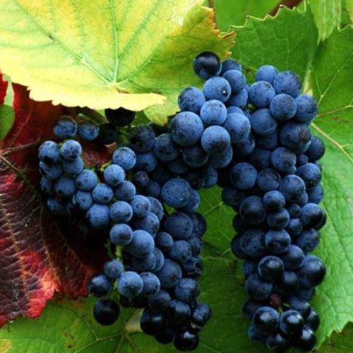 Grape Robinson - Pb5/Pb6.5