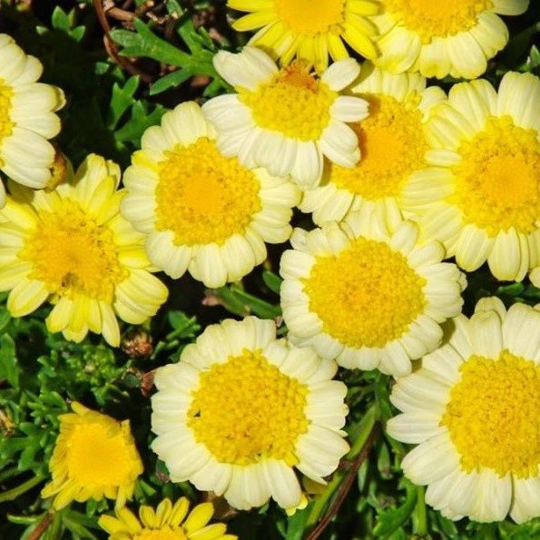 Argyranthemum Sassy Yellow
