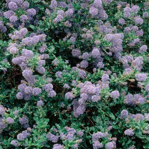 Ceanothus Blue Cushion - 2.5Ltr (10/30)