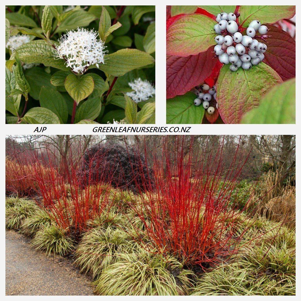 Cornus alba Sibirica - Pb6.5 (70/100)