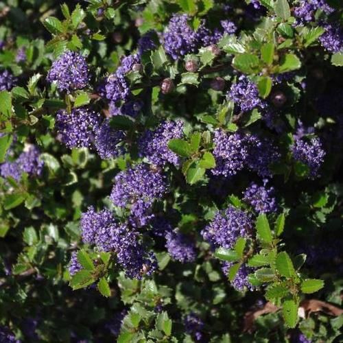 Ceanothus Emily Brown - Pb5