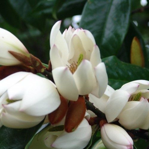 Michelia Touch of Pink - 35Ltr (150/220)