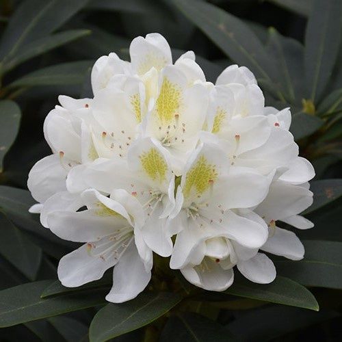 Rhododendron chionoides - 6Ltr