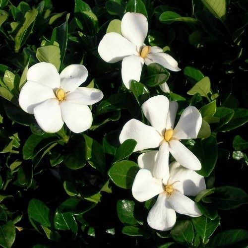 Gardenia Fragrant Star - 2.5Ltr (30/40)