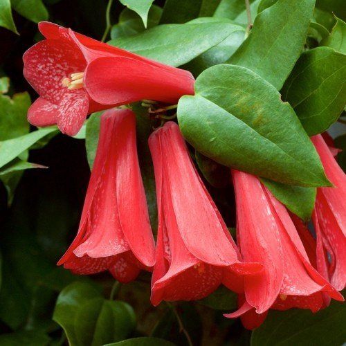 Lapageria Rosea, Chilean Bellflower - 2Ltr