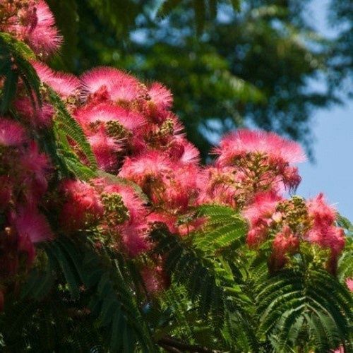 Albizia j. Red Silk, Silk Tree - Pb28 1,5+M