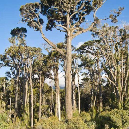 Dacrycarpus dacrydiodes, White Pine - 0.5L