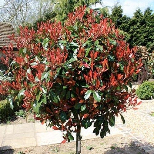 Photinia x Red Robin topiary standard - (150/160)