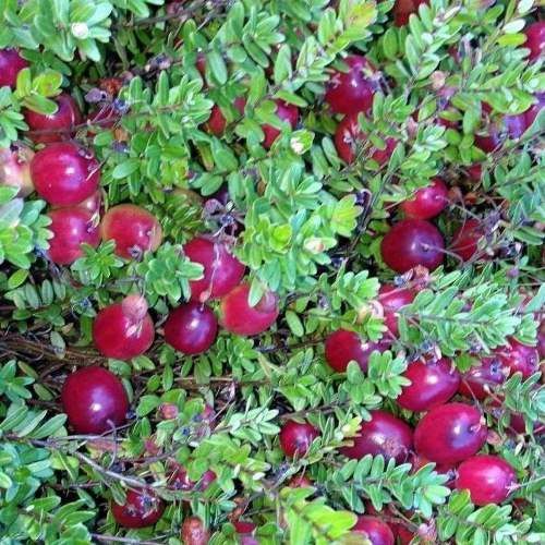 Cranberry Bramley - Pb6.5