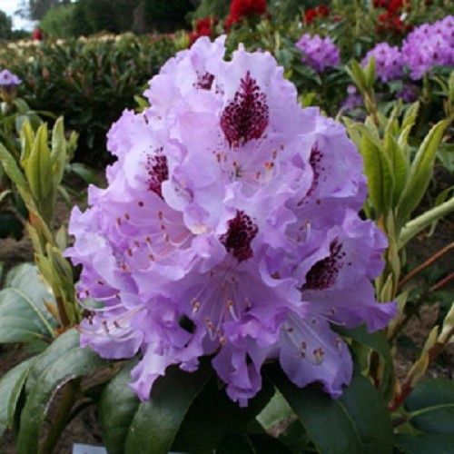 Rhododendron Blue Peter - 6Ltr