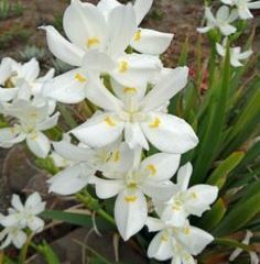 Dietes robinsoniana - 1.5Ltr/Pb6.5