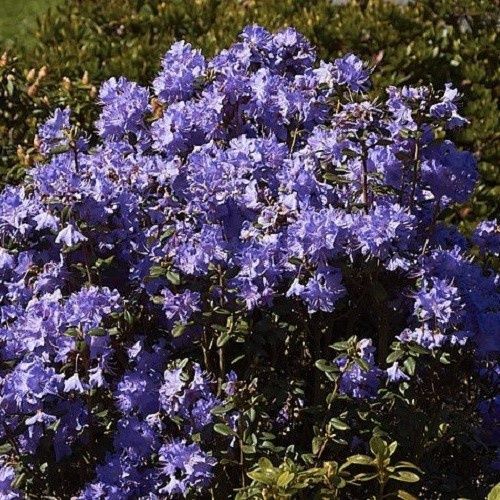 Rhododendron Blue Diamond - 6.0Ltr