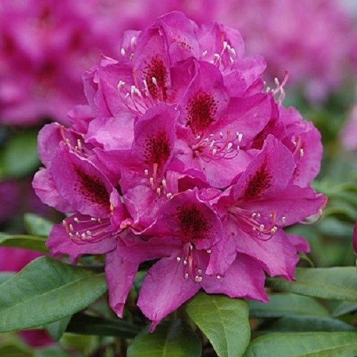 Rhododendron Anah Kruschke - 6Ltr