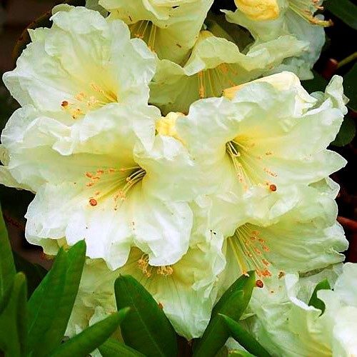 Rhododendron Lemon Lodge - 6Ltr