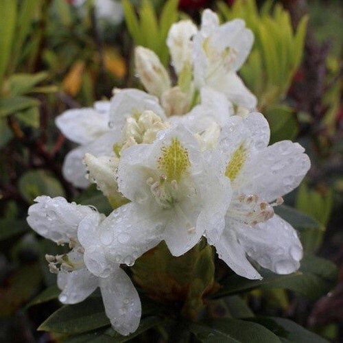 Rhododendron Lemon Ice - 6Ltr
