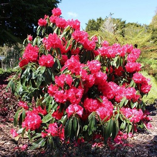 Rhododendron Kaponga - 6Ltr