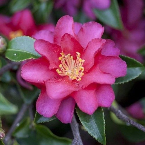 Camellia Hiryu - Pb6.5 (100/130)