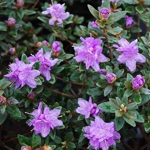 Rhododendron Purple Gem - 6Ltr