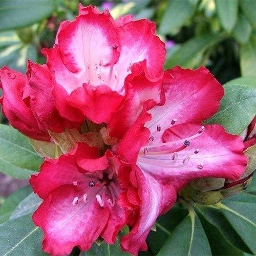 Rhododendron The President - 6Ltr