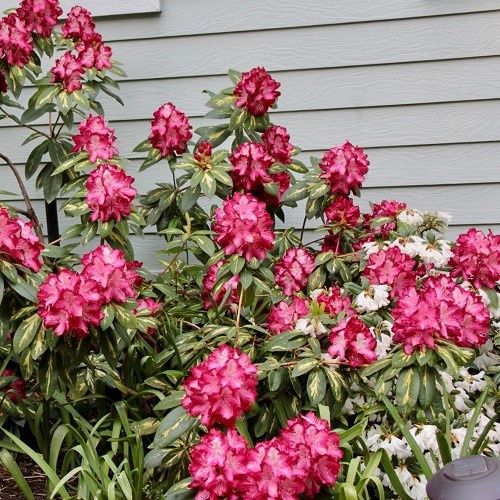 Rhododendron President Roosevelt - 6Ltr