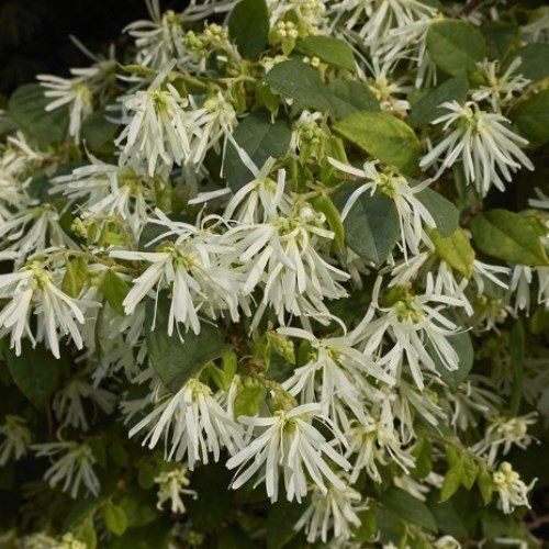 Loropetalum Iceberry - Pb5