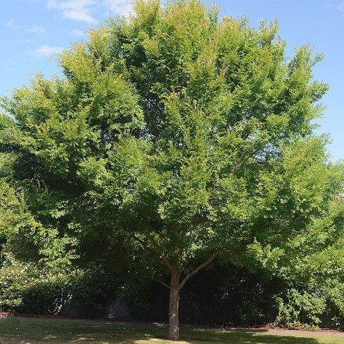 Ulmus parvifolia, Chinese Elm - Pb6.5