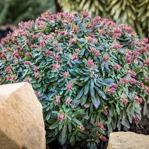 Euphorbia x Ascot Liliput, Spurge - 1.5Ltr
