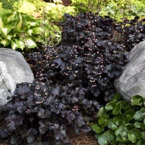 Heuchera Black Pearl - 2Ltr (20/25)