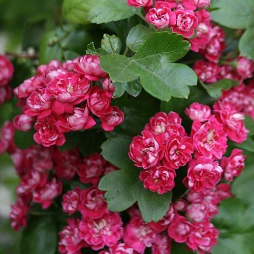 Crataegus Paul&#39;s Scarlet, English Hawthorn - Pb28 (170/210 ))