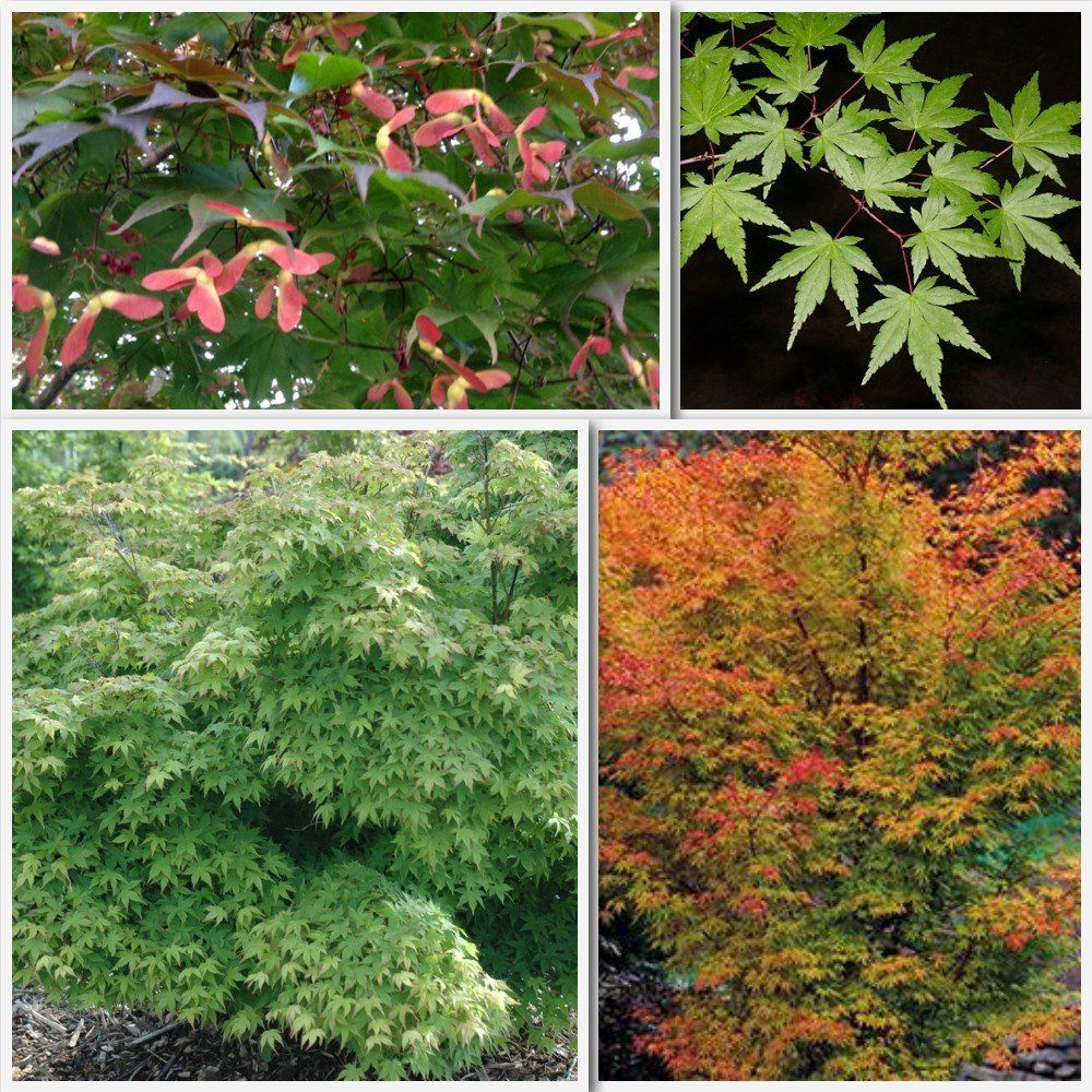 Acer palmatum, Japanese Maple - Pb8