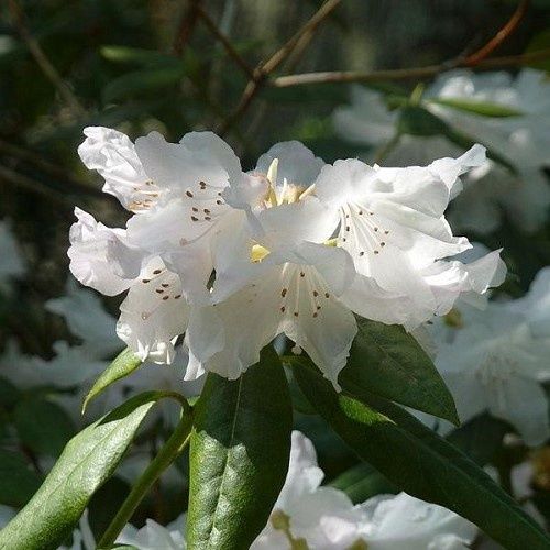 Rhododendron Dora Amateis - 6Ltr