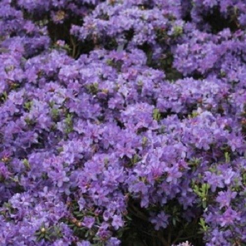 Rhododendron Glenfalloch Blue - 6Ltr