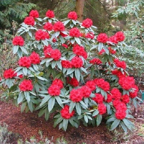 Rhododendron Grace Seabrook - 6Ltr
