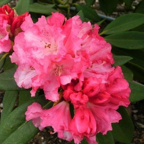 Rhododendron Solidarity - 6Ltr
