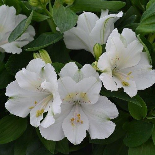 Alstroemeria Princess Claire - 2.5Ltr