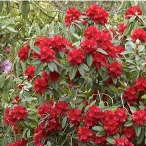 Rhododendron Bibiana - 6Ltr