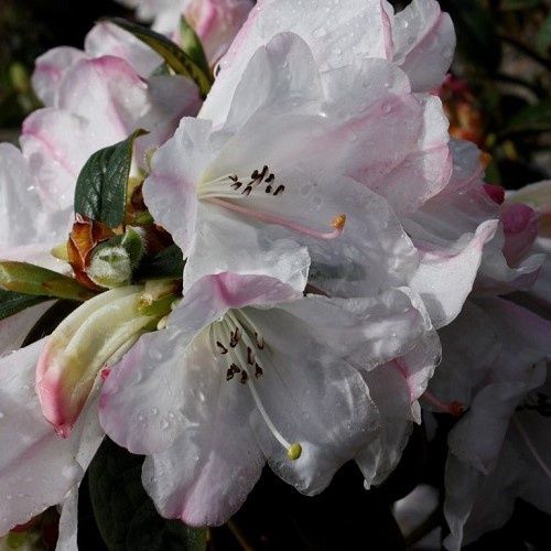 Rhododendron Princess Alice - 6Ltr